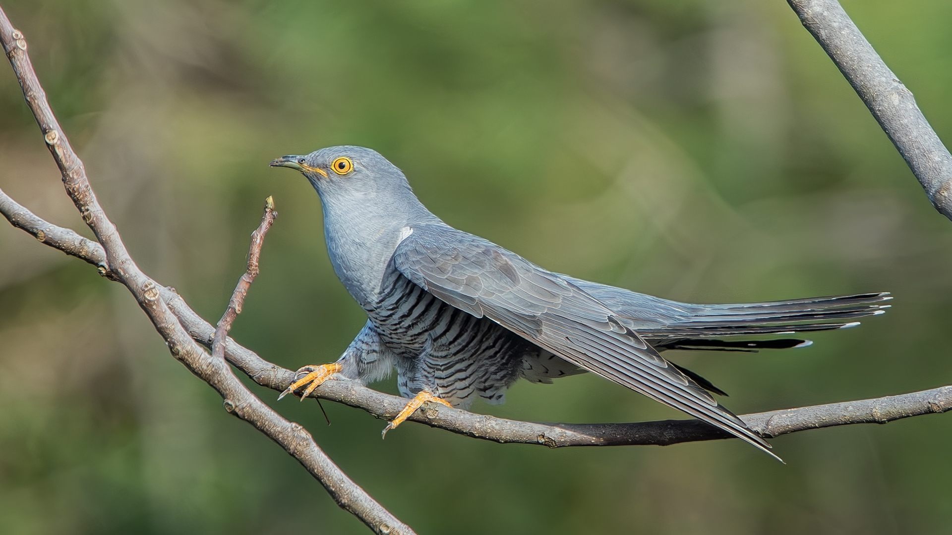 Common Cuckoo
